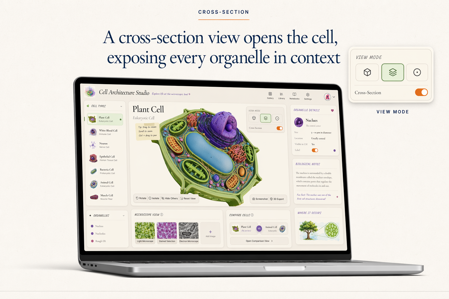 A cross-section view opens the cell, exposing every organelle in context.