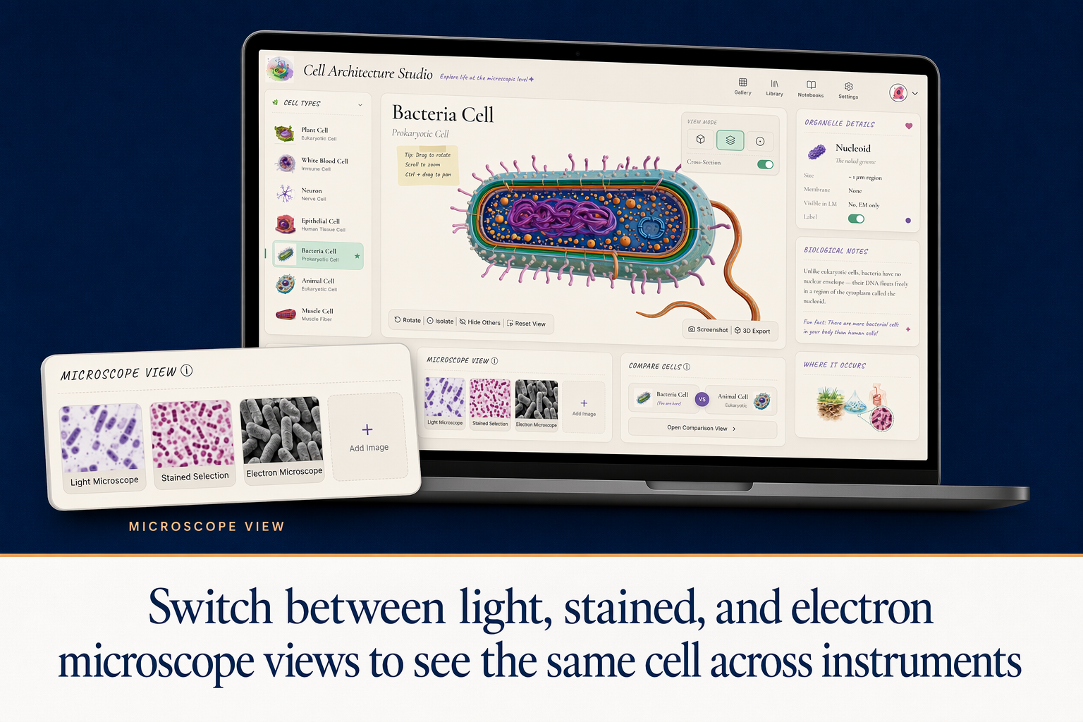 Switch between light, stained, and electron microscope views.