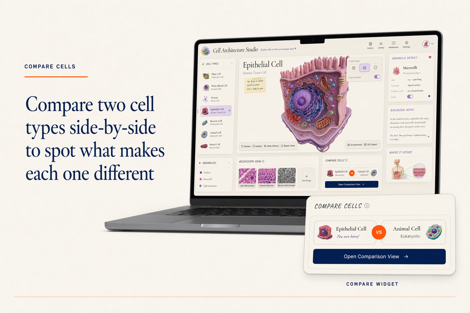 A compare widget so learners can hold two cells side by side.